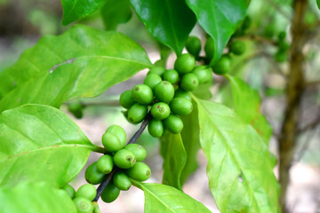 Closeup of  fresh raw coffee beans on coffee tree bunch - Organic Arabica coffee plant growing in North East of Thailand.