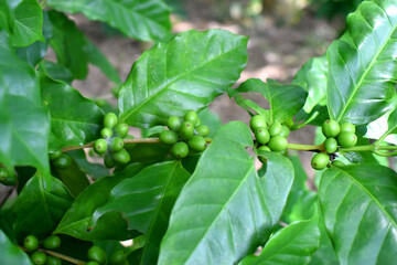 Fototapeta na wymiar Closeup of fresh raw coffee beans on coffee tree bunch - Organic Arabica coffee plant growing in North East of Thailand.