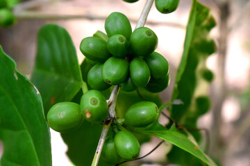 Closeup of  fresh raw coffee beans on coffee tree bunch - Organic Arabica coffee plant growing in North East of Thailand.