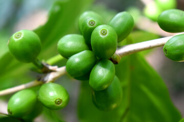 Closeup of  fresh raw coffee beans on coffee tree bunch - Organic Arabica coffee plant growing in North East of Thailand.