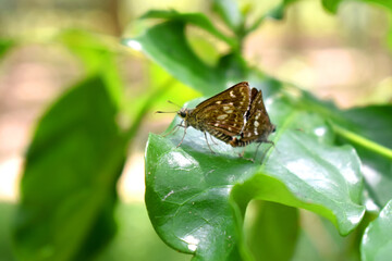 Butterfly couple mating in nature. Beautiful butterflies intercourse pairing on green leaves with nature blurred background.