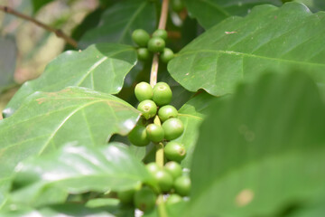 Closeup of  fresh raw coffee beans on coffee tree bunch - Organic Arabica coffee plant growing in North East of Thailand.