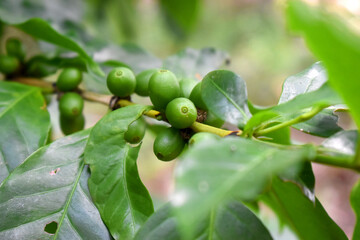 Closeup of  fresh raw coffee beans on coffee tree bunch - Organic Arabica coffee plant growing in North East of Thailand.