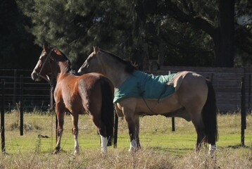 Fototapeta premium CABALLO EN PLENO CAMPO