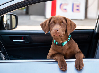 A chocolate Labrador Retriever puppy patiently waits in the car looking out the window with paws...
