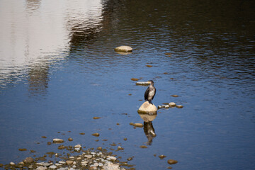 A Muscovy Duck perched on a rock near the shore at sunset in Orozco, Basque Country