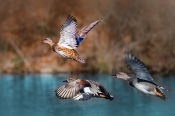 Three gadwalls, a female and two males,  taking off from the river with different flying gestures. 