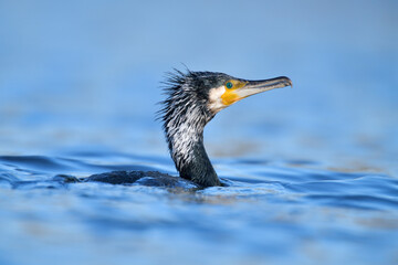 kormoran phalacrorax carbo