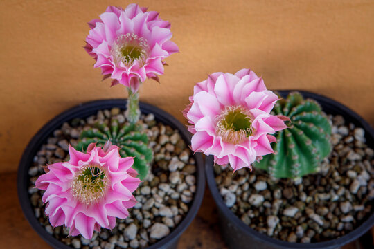 pink flower of echinopsis cactus blooming in planting pot