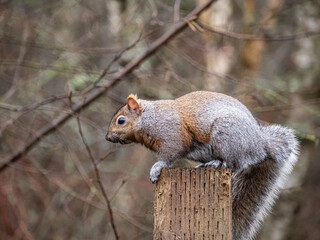 close up of a cute grey squirrel resting on top of the wooden pole of a bird feeder in the park