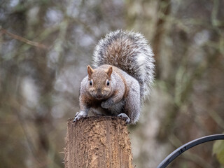 close up of a cute grey squirrel resting on top of the wooden pole of a bird feeder in the park