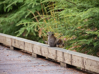 one cute Douglas squirrel sitting on the wooden fence on the walkway in the park under the cypress tree