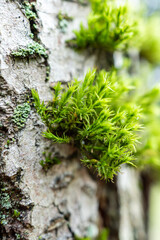 close up of fresh green mosses grew on the surface of tree bark - 491117399