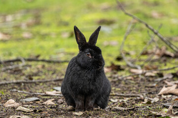 portrait of a cute black rabbit sitting on dry leaves covered ground in the park - Powered by Adobe
