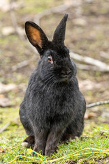 close up of a cute black rabbit sitting on the grassy ground staring at you