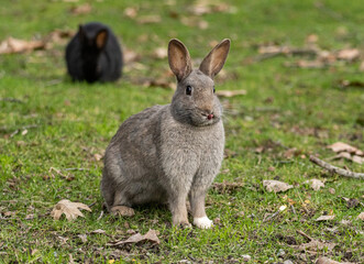 one cute grey rabbit sitting on the grasses with another black one eating in the background