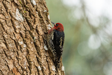close up of a beautiful red-breasted sapsucker resting on the rough textured tree trunk in the park