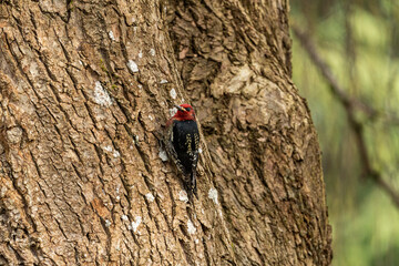 Fototapeta premium close up of a beautiful red-breasted sapsucker resting on the rough textured tree trunk in the park