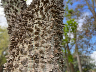 Silk floss tree, Ceiba speciosa, dangerous spiky prickly trunk, Mounts Botanical Garden, Palm Beach County, West Palm beach, FL