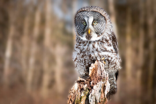   great grey owl perdched on a pole