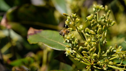 Bee in an avocado tree with blossoms and leaves