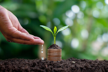 Trees with green leaves grow from coins and watering hands to trees. Finance and money management ideas for SMEs.