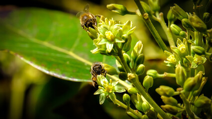 Bee in a tree with buds and leaves of an avocado tree