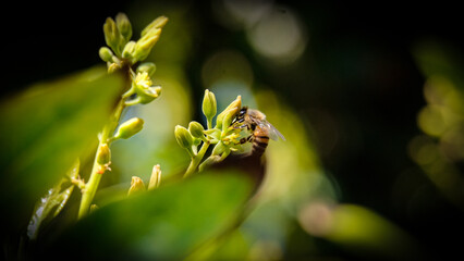 Bee in an avocado tree with budding flowers and leaves 