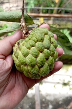 Srikaya fruit or Sugar Apple (Annona squamosa), the tree grows a lot in the tropics and subtropics. It tastes sweet and is good for improving the quality of digestion.