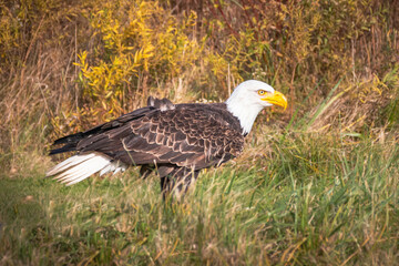 Bald Eagle perched in a grassy meadow