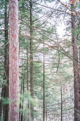 Fototapeta premium Beautiful Watkins Glen State Park Winter Views
