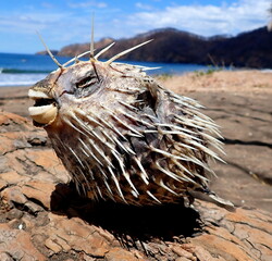 Costa Rica Pacific beach sea life