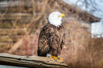 Bald eagle sitting on the wooden construction in the rural area