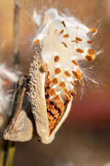Common Milkweed with seeds ready to blow in the wind