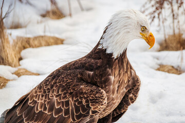 Bald eagle in winter time