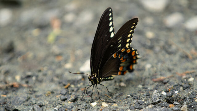 Pipevine Swallowtail Butterfly on Ground