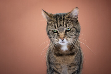 tabby cat looking down portrit on brown background with copy space