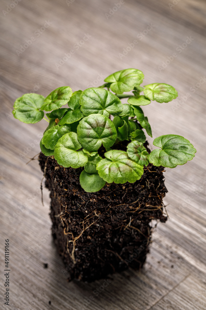 Wall mural Annual geranium flower seedlings in a block of potting soil with roots exposed on a rustic wooden background