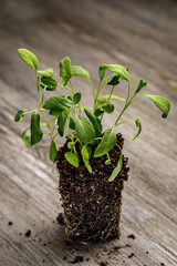 Sage seedlings in a block of potting soil with roots exposed on a rustic wooden background