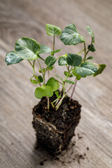 Dense planted Broccoli De Cicco seedlings, and Italian heirloom variety, in a block of soil with roots exposed on a rustic wooden background