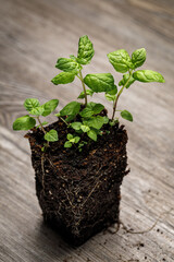 Spearmint seedlings in a block of potting soil with roots exposed on a rustic wooden background