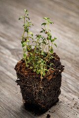 English thyme seedlings with in potting soil with roots exposed to be planted in an herb garden