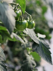  Green tomatoes on a twig