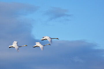 冬空を飛ぶ三羽の白鳥