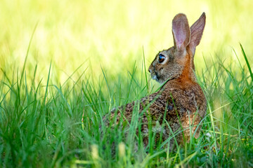 Naklejka na ściany i meble Cottontail Rabbit In Tall Grass