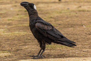 Thick-billed raven (Corvus crassirostris) in Simien mountains, Ethiopia