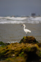 A beautiful photo of a white tropical bird with long black legs and a black long beak standing on a stone on the shore of the Caribbean Sea, waves