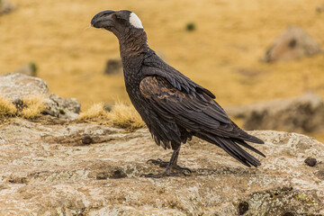 Thick-billed raven (Corvus crassirostris) in Simien mountains, Ethiopia