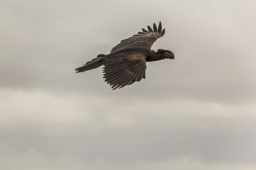 Thick-billed raven (Corvus crassirostris) in Simien mountains, Ethiopia