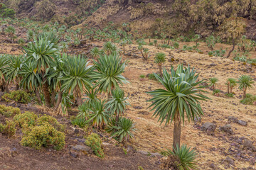 Landscape of giant lobelias (Lobelia rhynchopetalum) in Simien mountains, Ethiopia